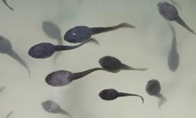 Illustration tadpole - Image 2