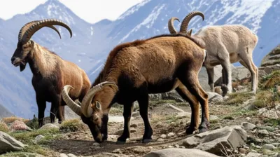 Illustration thar - Image 1