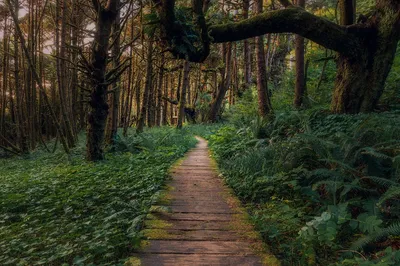 Illustration biome - Image 2