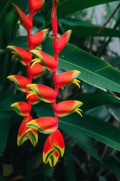 Illustration heliconia - Image 2