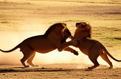 Illustration vied - Image 1