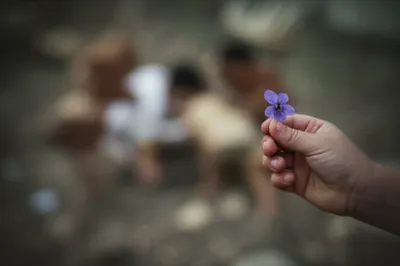 Illustration roosters - Image 1