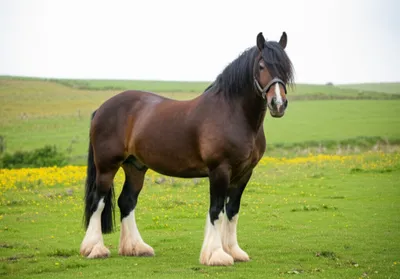 Illustration shires - Image 1