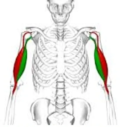 Illustration biceps - Image 2