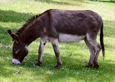 Illustration donkey - Image 2