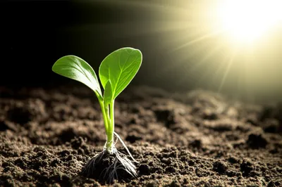 Illustration mooted - Image 1