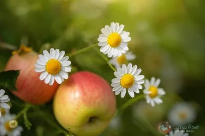 Illustration chamomile