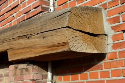 Illustration tailed - Image 1