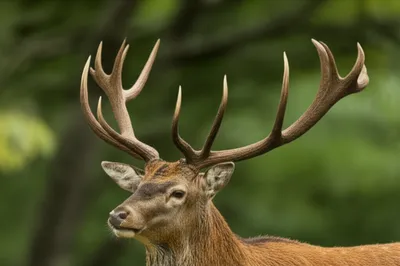 Illustration tine - Image 1