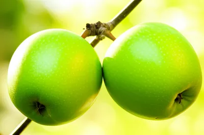 Illustration twins - Image 1