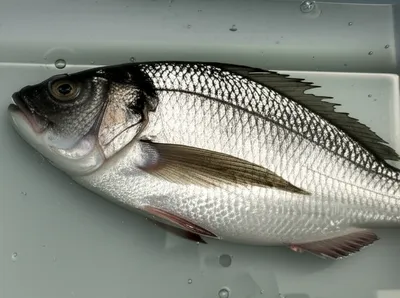 Illustration salted - Image 1