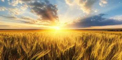 Illustration glorious - Image 1