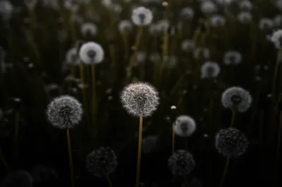 Illustration fringe - Image 1