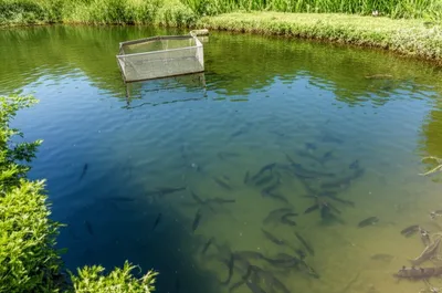 Illustration stews - Image 1