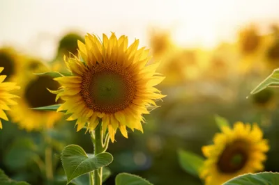 Illustration shining - Image 1