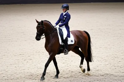 Illustration equitation - Image 1