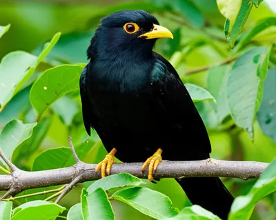 Illustration myna - Image 1