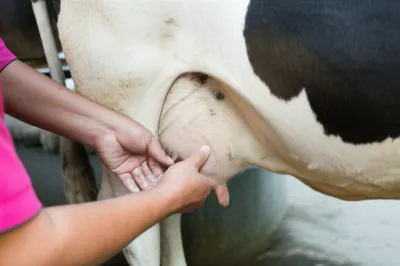 Illustration milk - Image 1