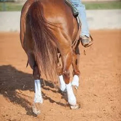 Illustration hindquarters - Image 2