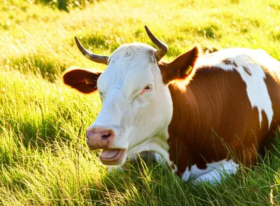 Illustration sate - Image 1