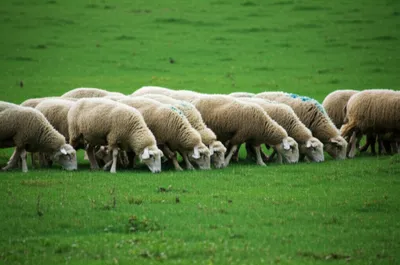 Illustration rakes - Image 1