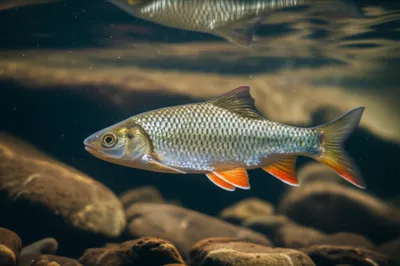 Hình ảnh minh họa poll - Ảnh 1