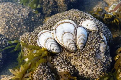 Illustration native - Image 1