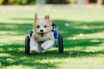 Illustration wheelchairs - Image 1