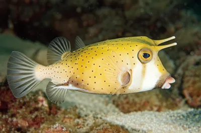 Illustration cowfish - Image 1