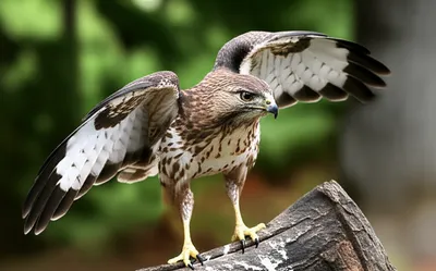 Illustration mutes - Image 1