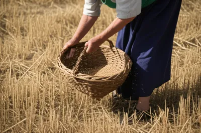Illustration gleaning - Image 1