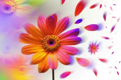 Illustration fade - Image 1