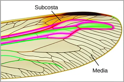 Illustration radii - Image 1