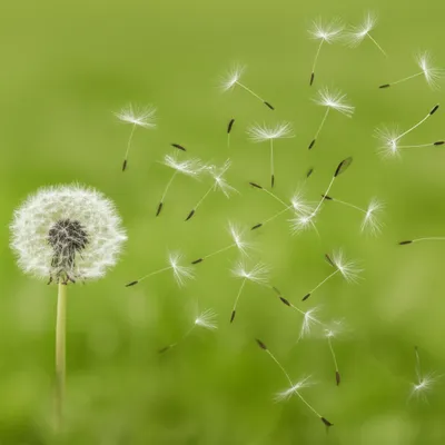 Illustration fuzzed - Image 1