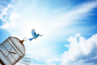 Illustration enlarges - Image 1