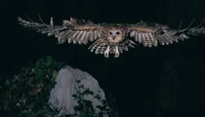 Illustration nocturnal - Image 2