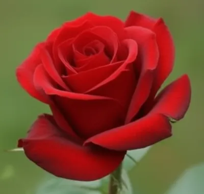 Illustration selfs - Image 1