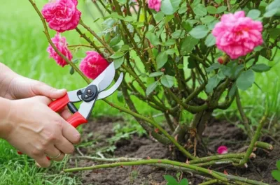 Illustration shredding - Image 1