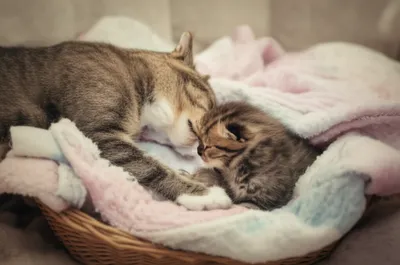 Illustration tucking - Image 1