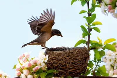 Illustration ablative