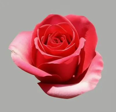 Illustration paler - Image 1