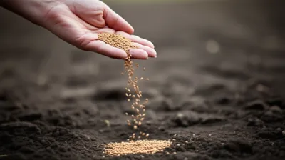 Illustration sows - Image 1