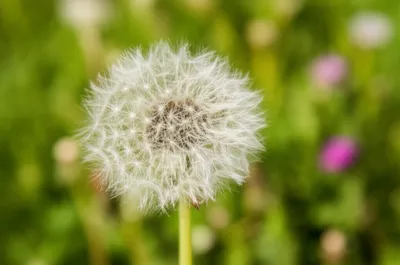 Illustration tail - Image 1