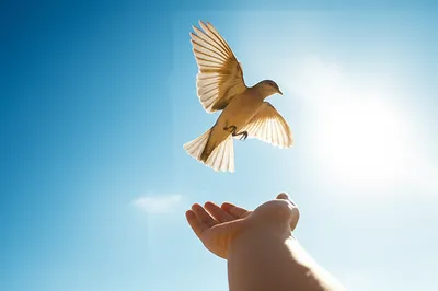 Illustration delivered - Image 1