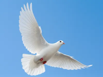 Illustration immaculately