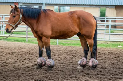 Illustration greasing - Image 1