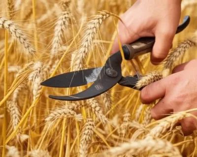 Illustration shears - Image 1