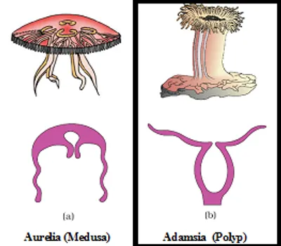 Illustration polyp - Image 2