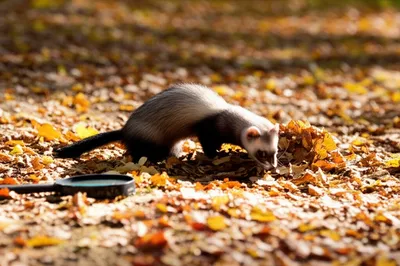 Illustration ferrets - Image 1