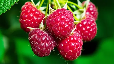 Illustration raspberry - Image 1